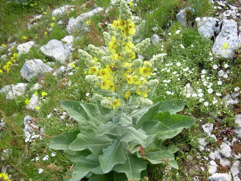 Verbascum phlomoides  (Lamiales - Scrophulariaceae)